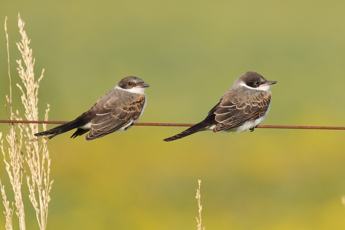 Fork-tailed Flycatcher - Luis Piñeyrua