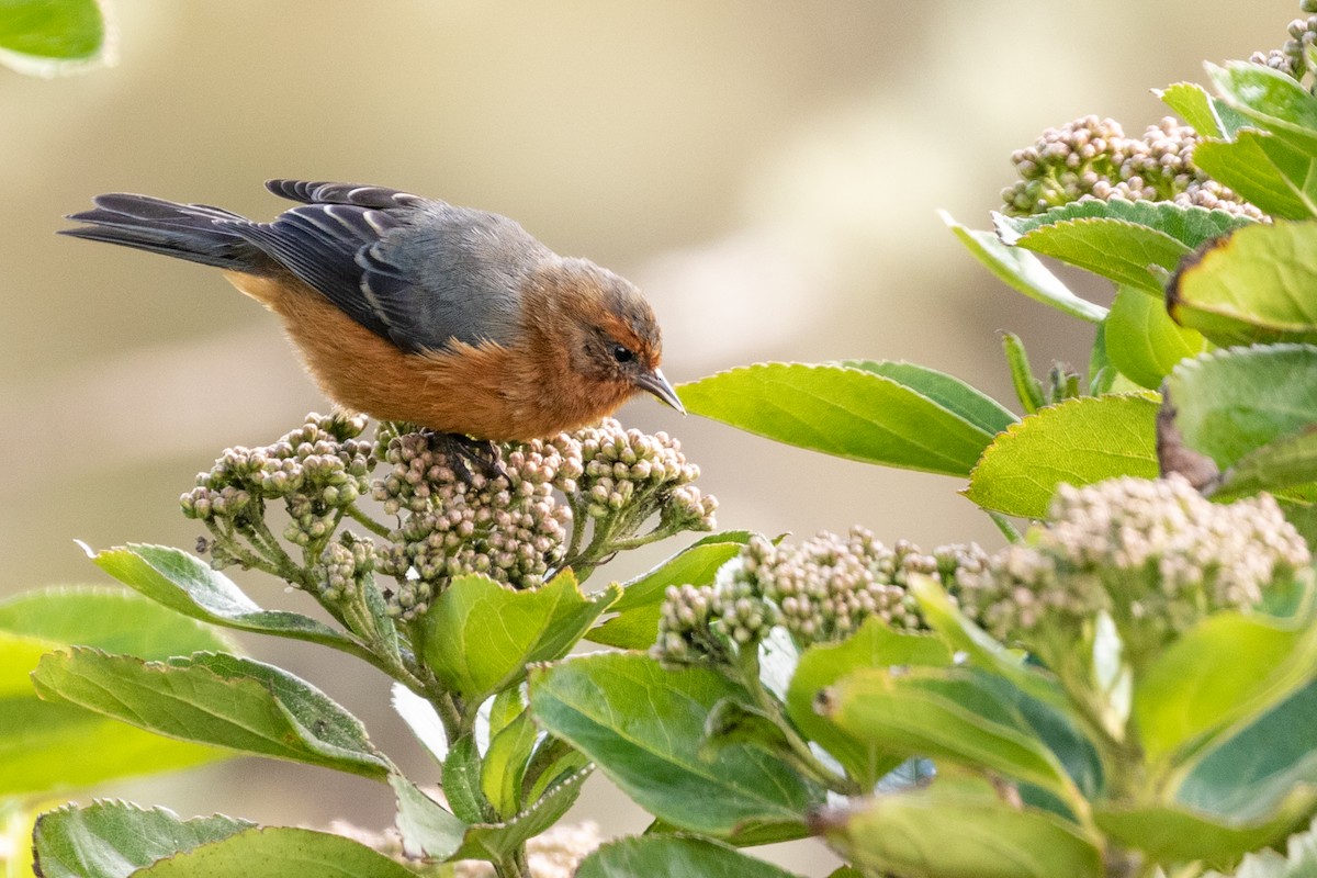 Rufous-browed Conebill - Rob Felix