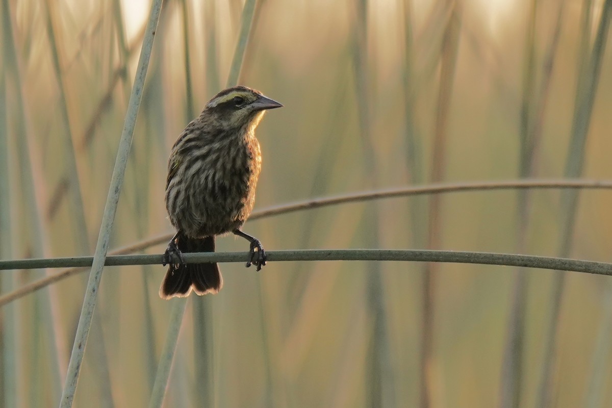 Yellow-winged Blackbird - ML202582601