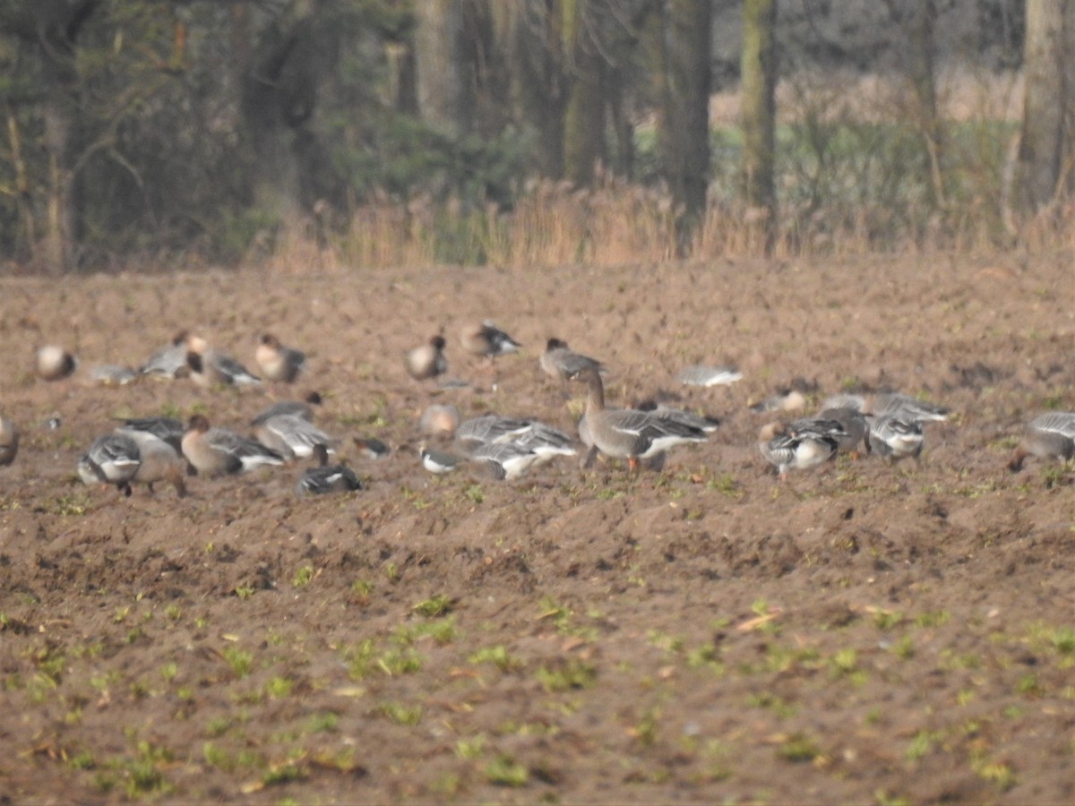 Tundra Bean-Goose - Ryan Irvine