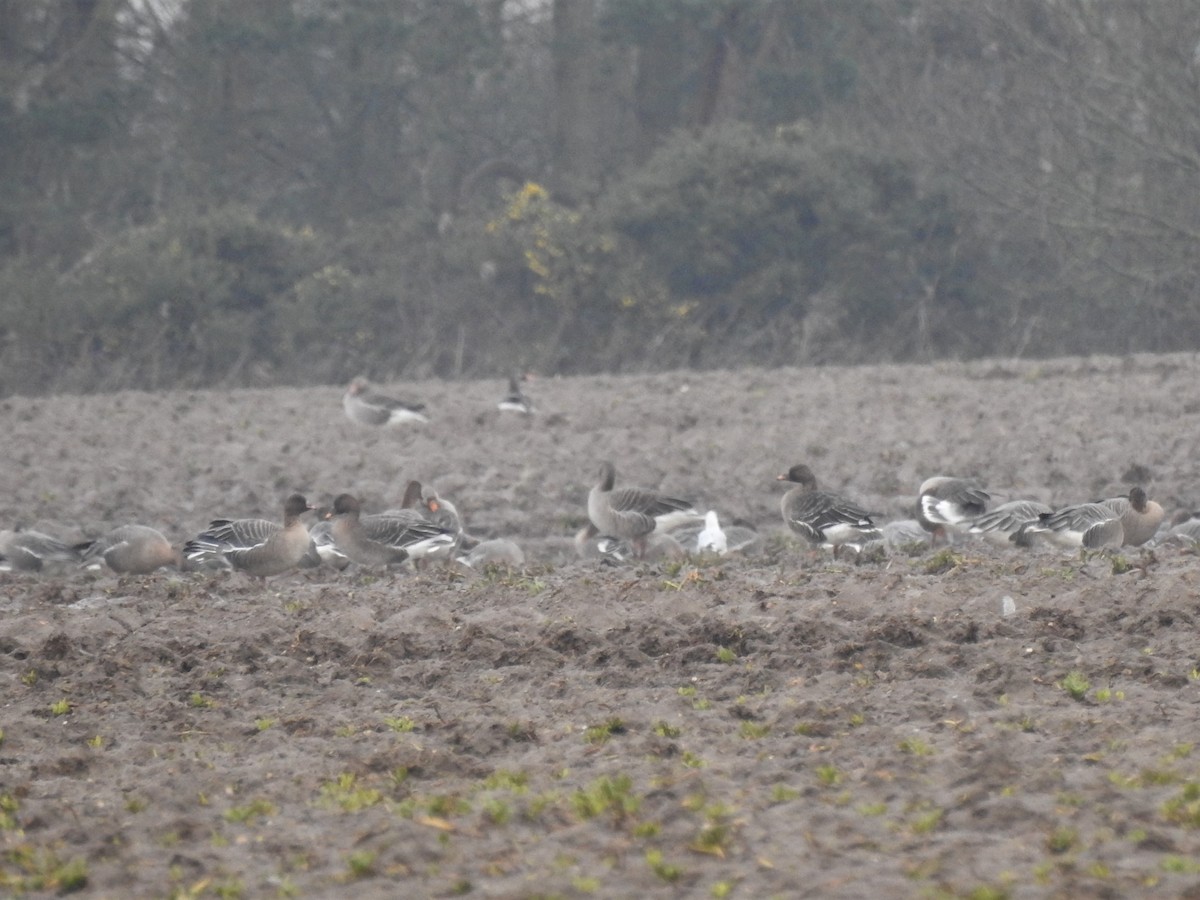 Tundra Bean-Goose - Ryan Irvine