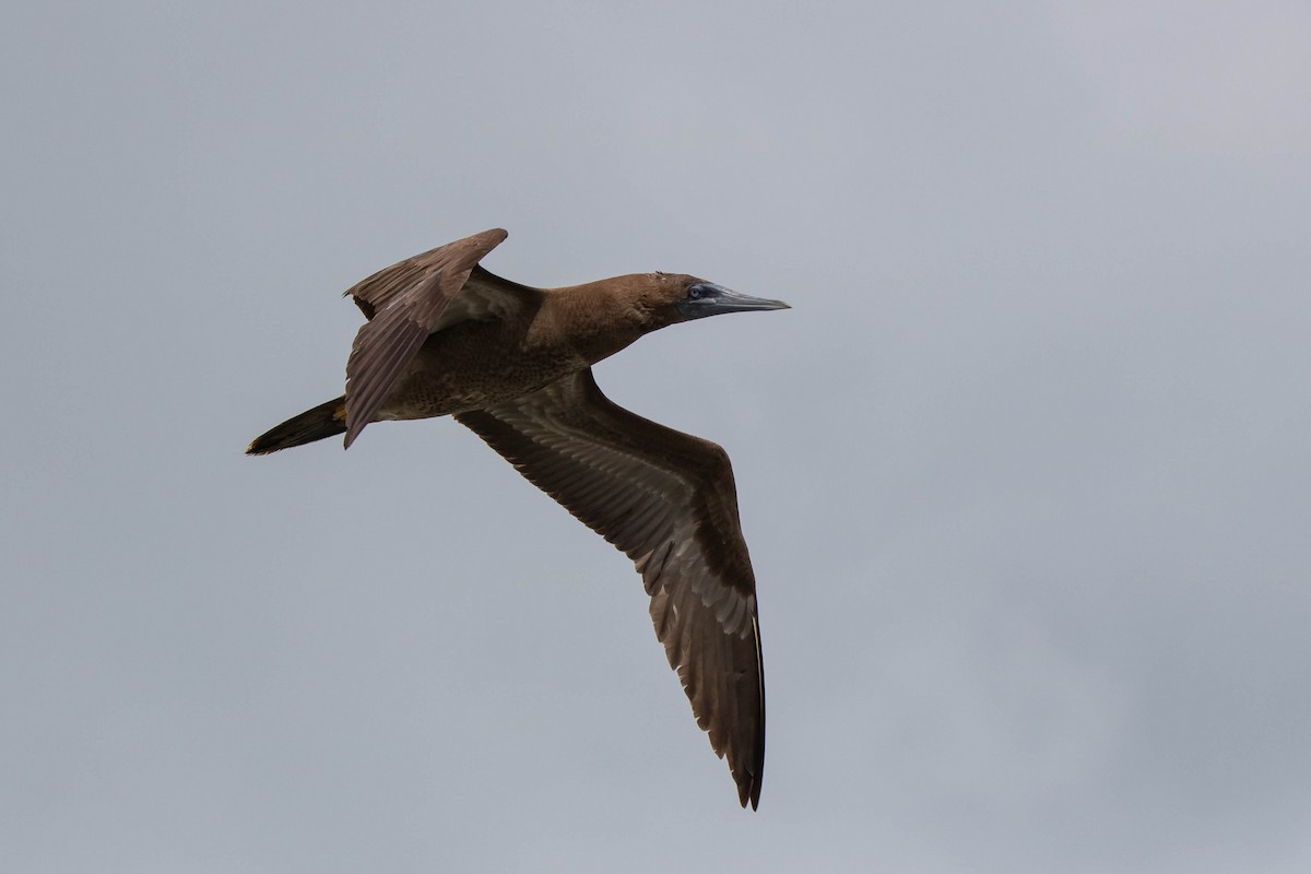 Brown Booby - Hernan Riverol