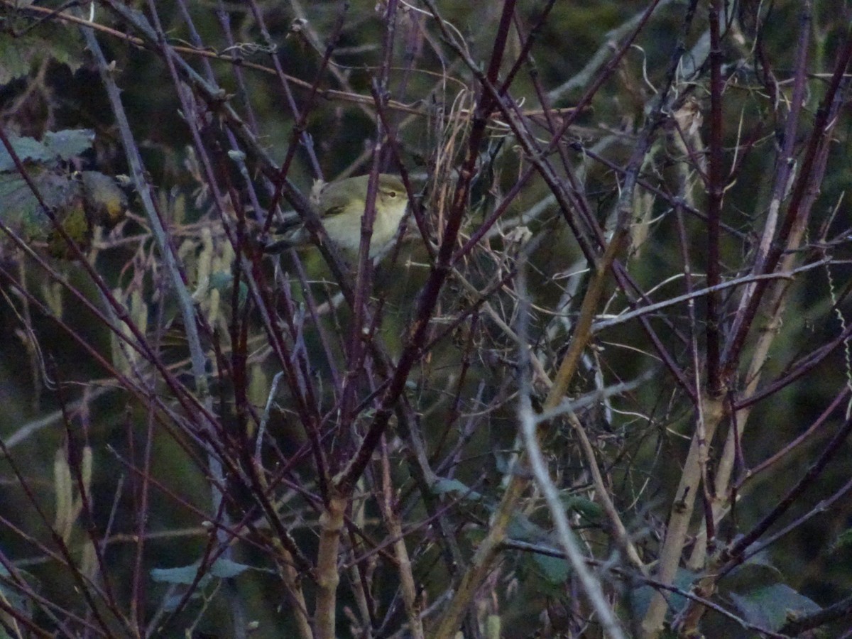 Common Chiffchaff - ML202585351