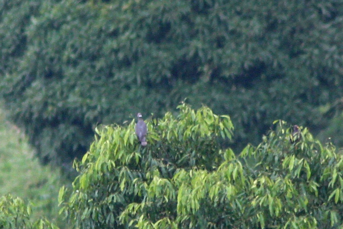 Band-tailed Pigeon (White-necked) - ML202586831