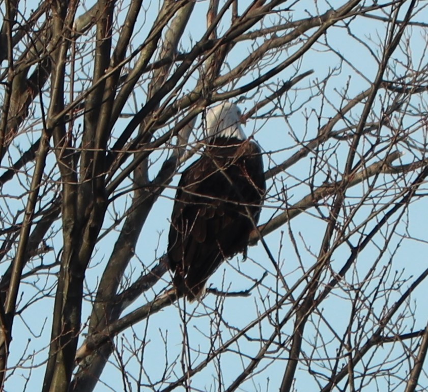 Weißkopf-Seeadler - ML202587021