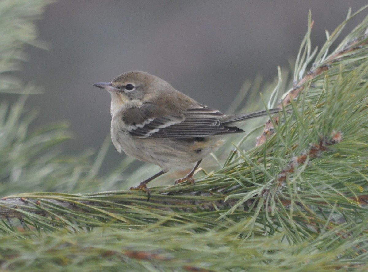 Pine Warbler - Andrew Wagstaff