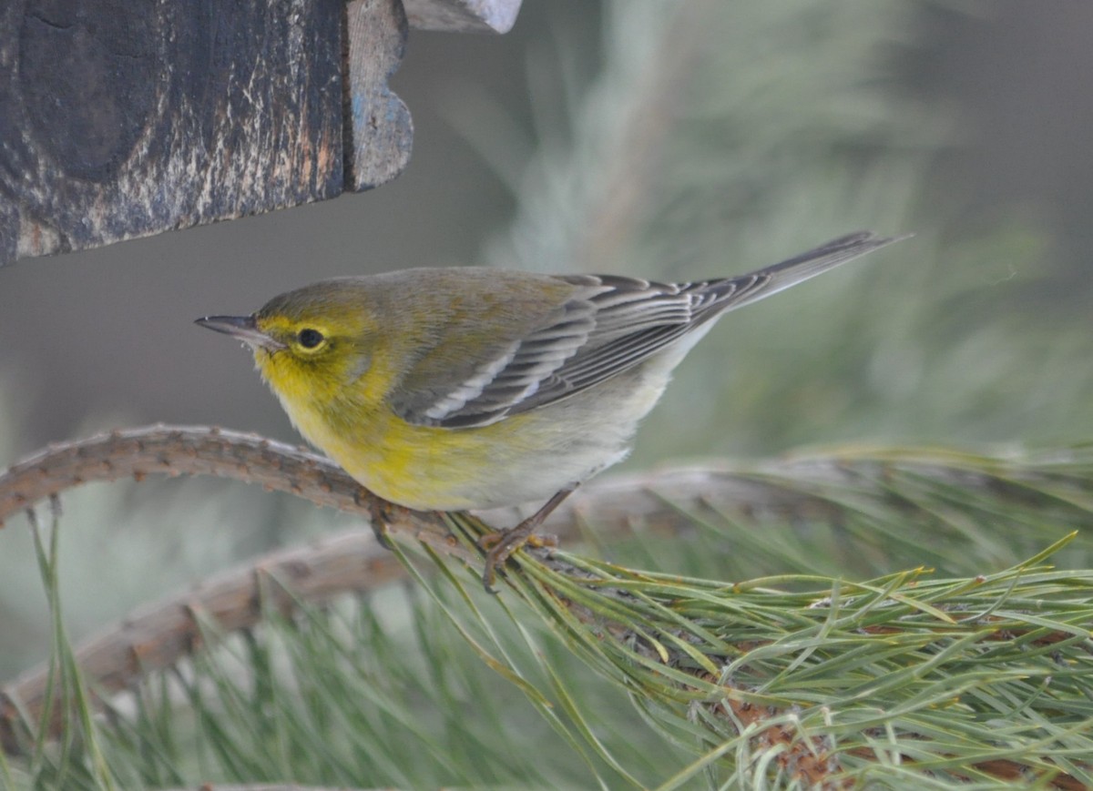 Pine Warbler - Andrew Wagstaff