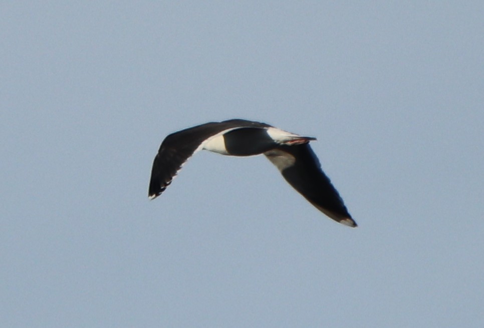 Great Black-backed Gull - valerie heemstra