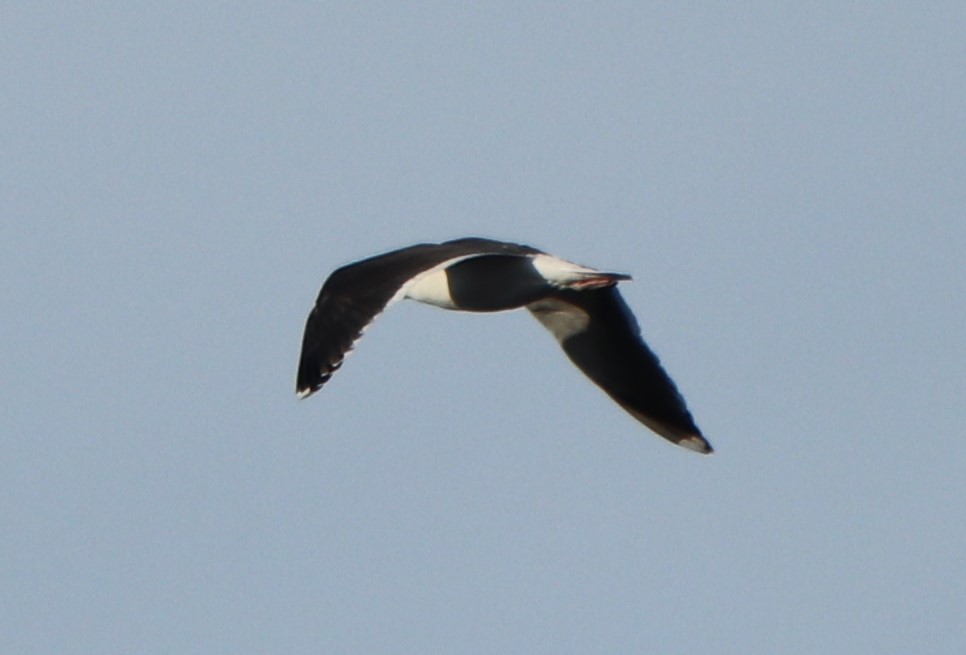 Great Black-backed Gull - ML202587601