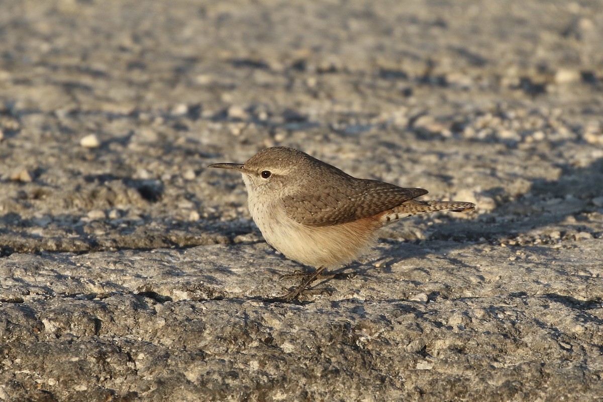 Rock Wren - ML202587921