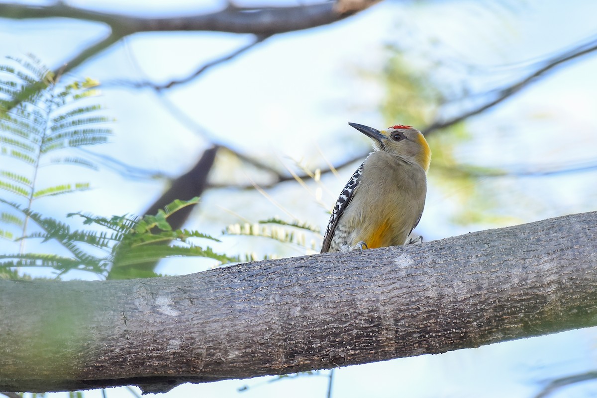 Hoffmann's Woodpecker - ML202587941