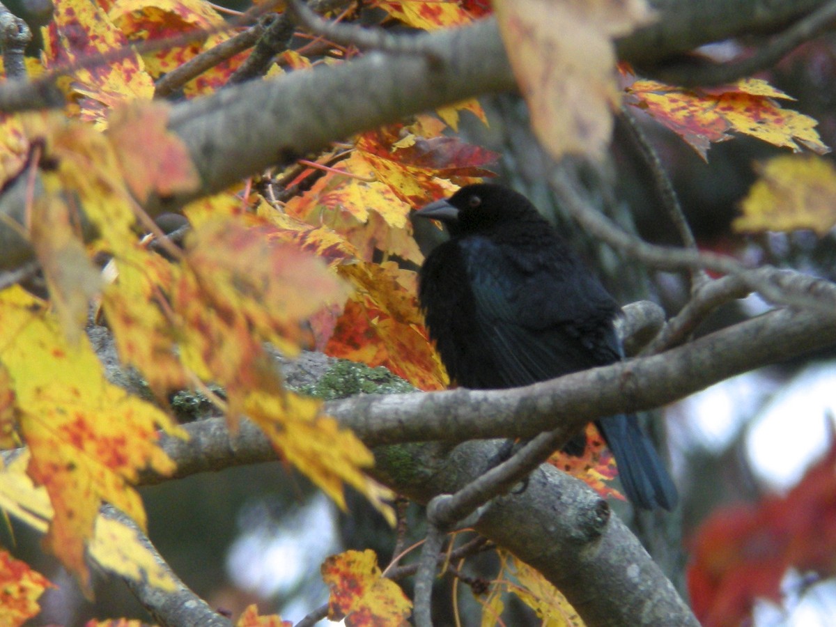 Bronzed Cowbird - ML20258801