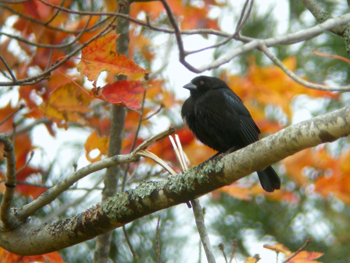 Bronzed Cowbird - ML20258811