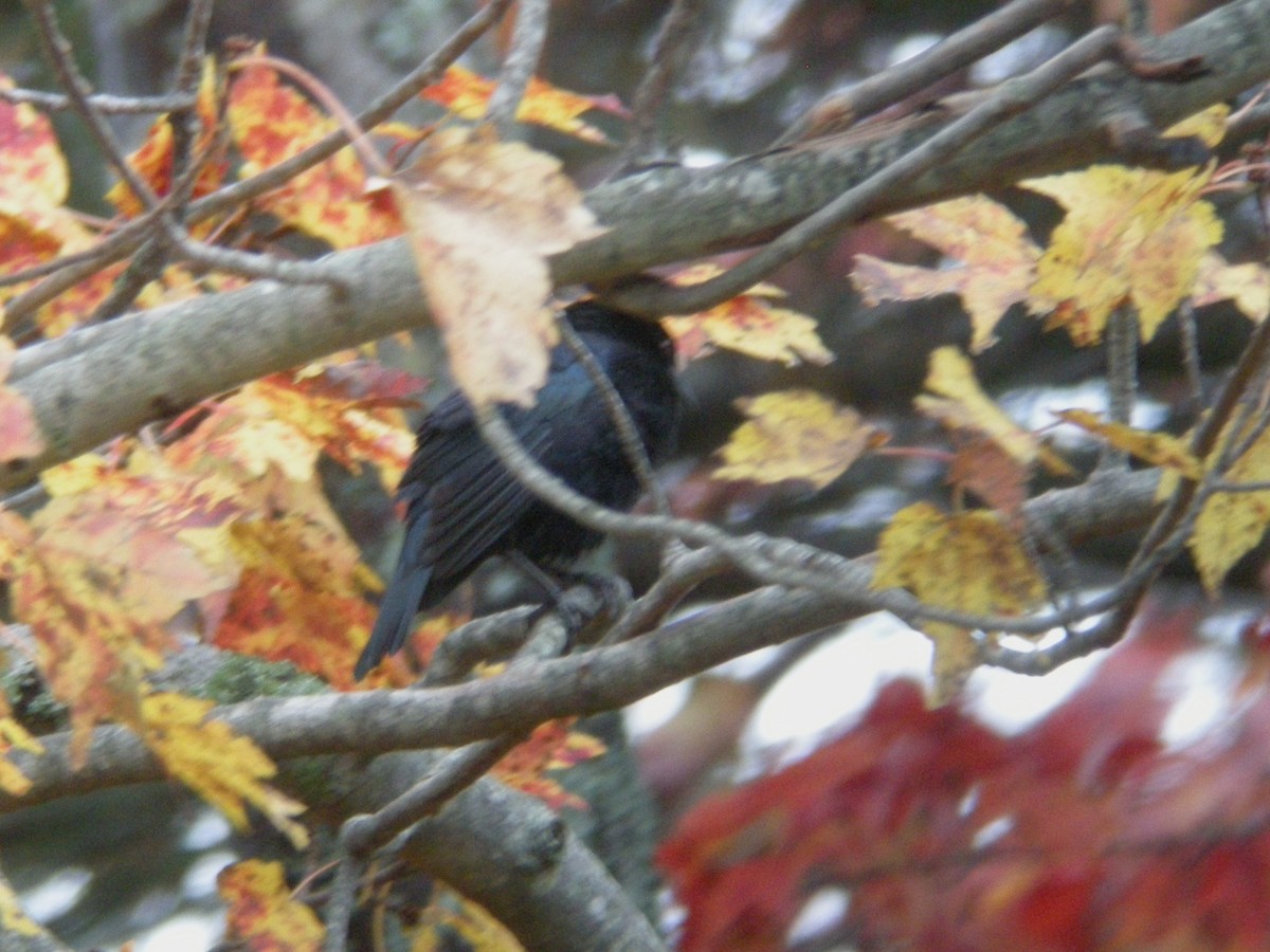 Bronzed Cowbird - ML20258821