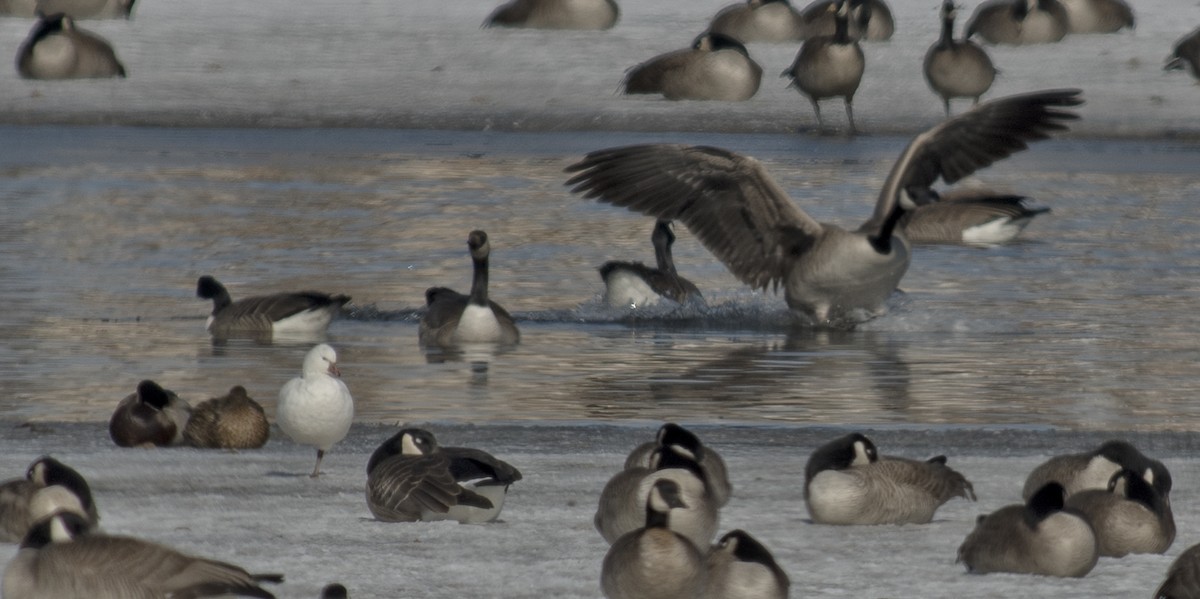 Ross's Goose - Betty Fenton