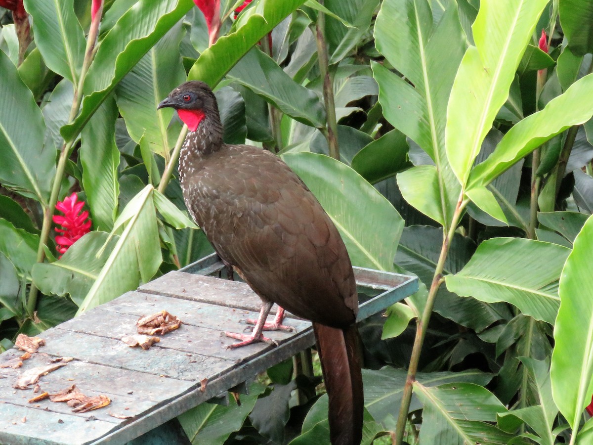 Crested Guan - ML202589731