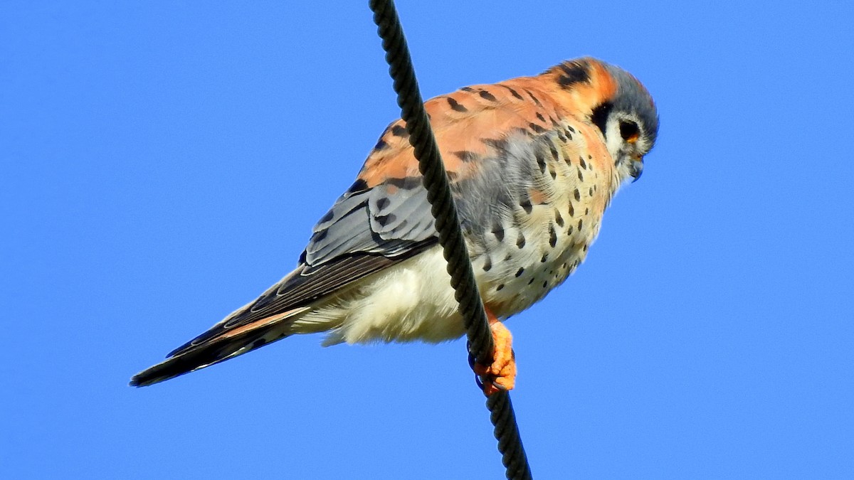 American Kestrel - Jim Brady