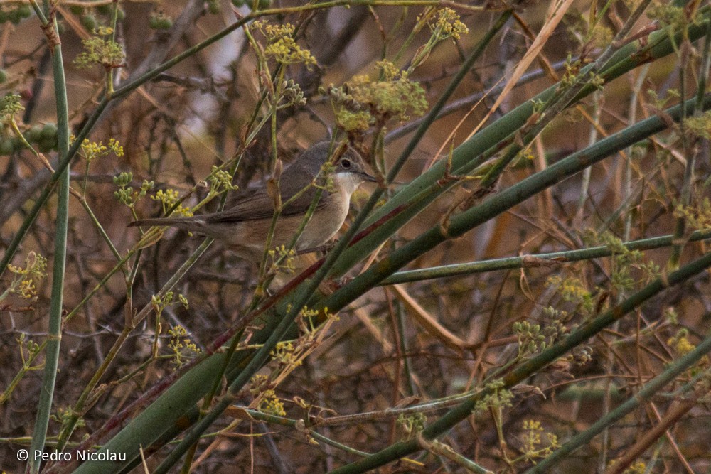 Western Subalpine Warbler - ML20259171