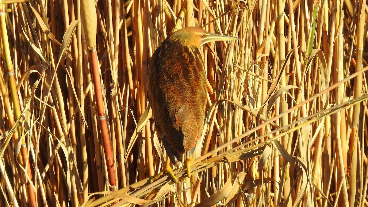 American Bittern - Jim Brady