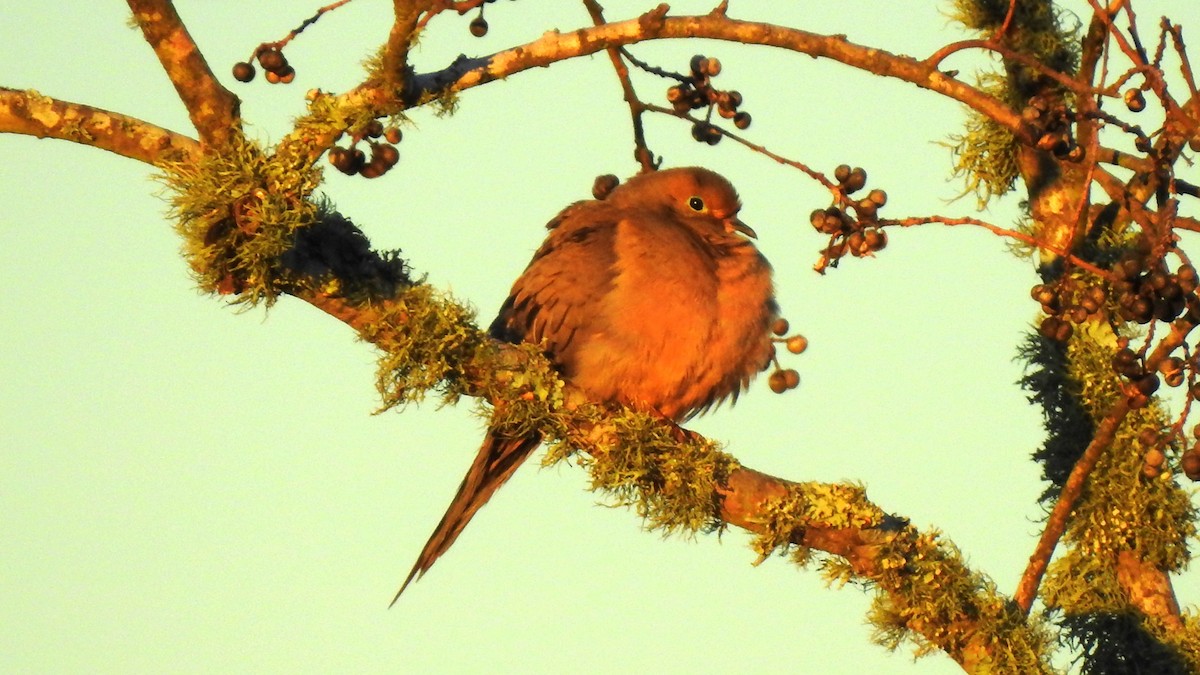 Mourning Dove - ML202591931