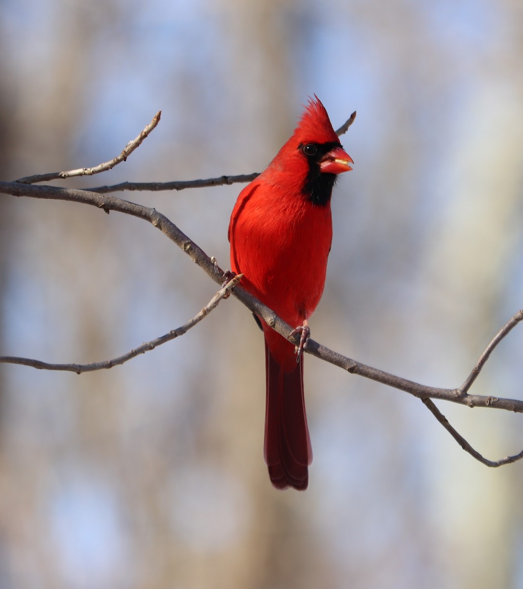 Northern Cardinal - ML202592551