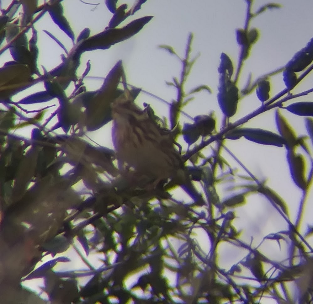 Vesper Sparrow - ML202593801