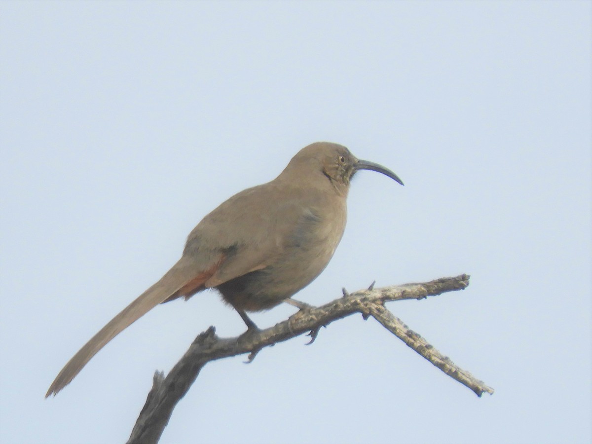 Crissal Thrasher - Cliff Cordy