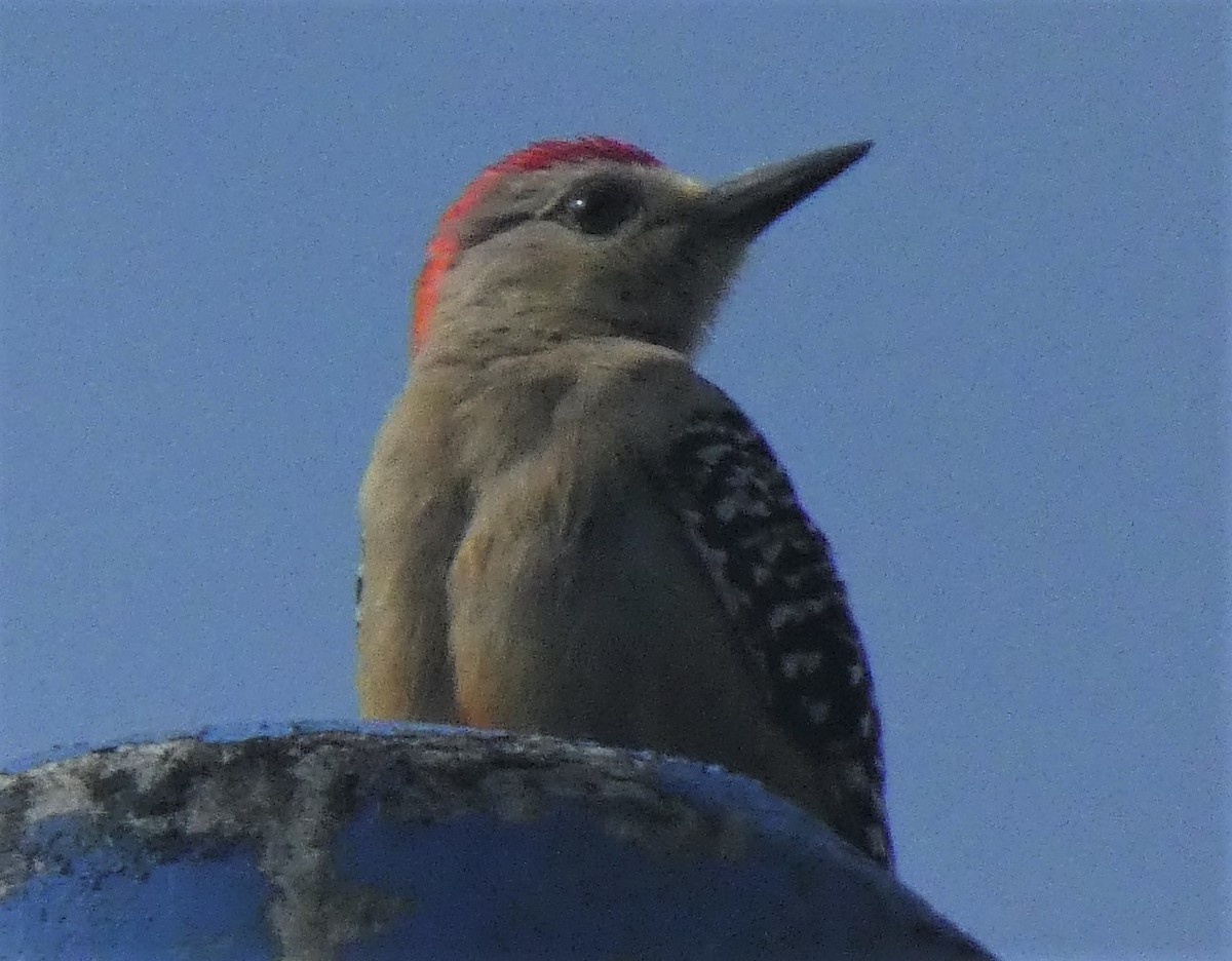 Red-crowned Woodpecker - ML202596111