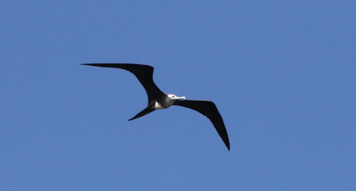 Magnificent Frigatebird - ML202597081