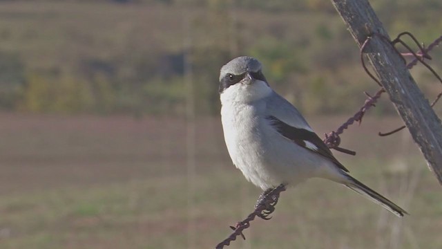 Alcaudón Americano - ML202597121