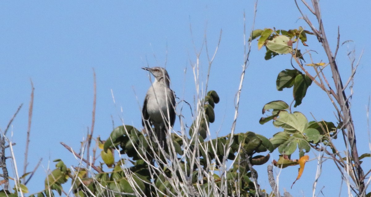 Bahama Mockingbird - ML202597151
