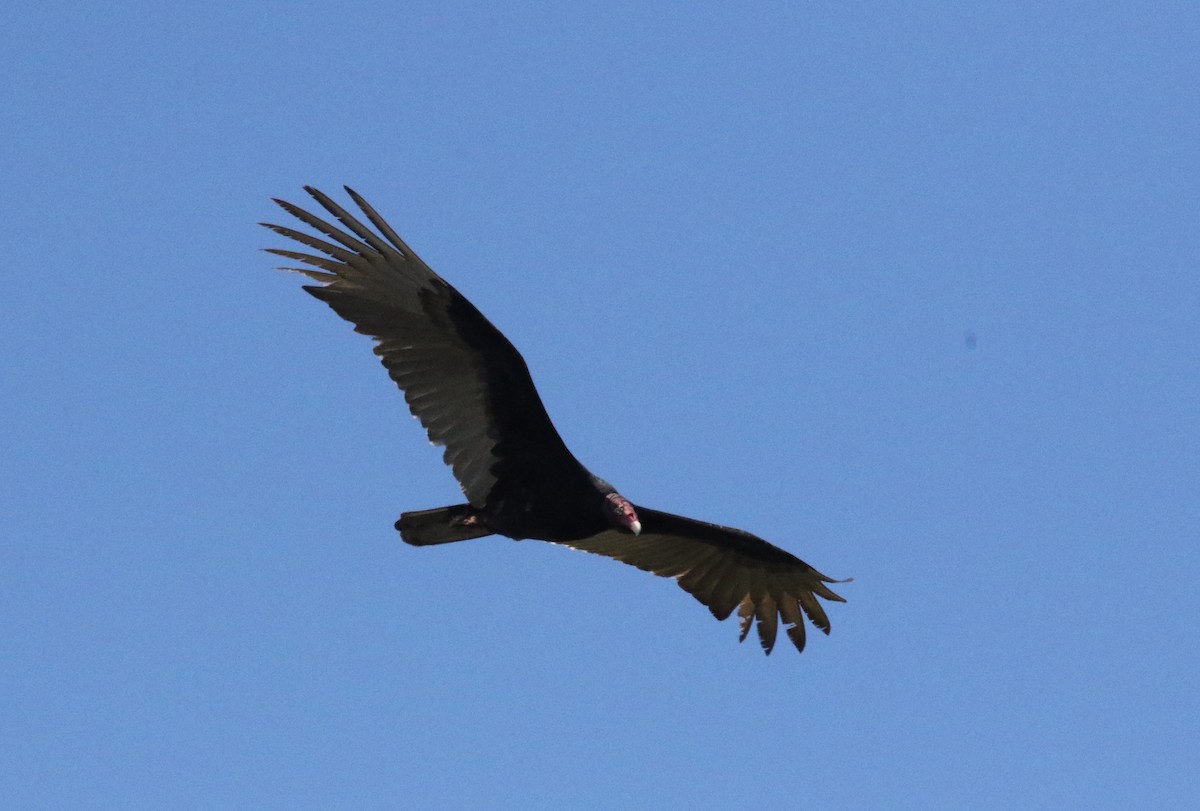 Turkey Vulture - ML202597261