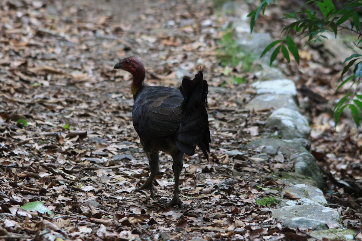 Australian Brushturkey - ML202597841