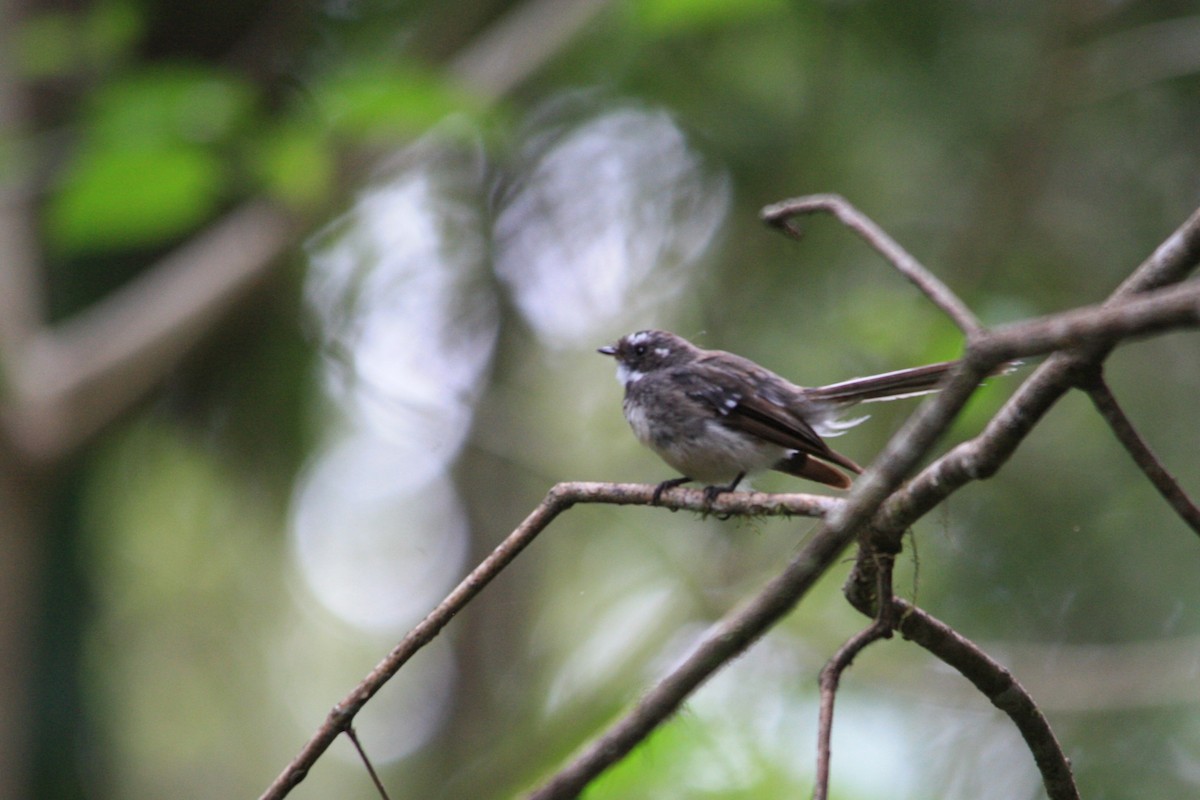 Gray Fantail - ML202598021