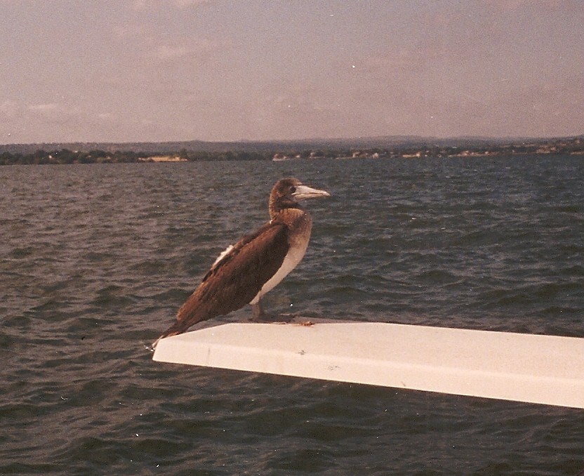 Blue-footed Booby - Mel Cooksey