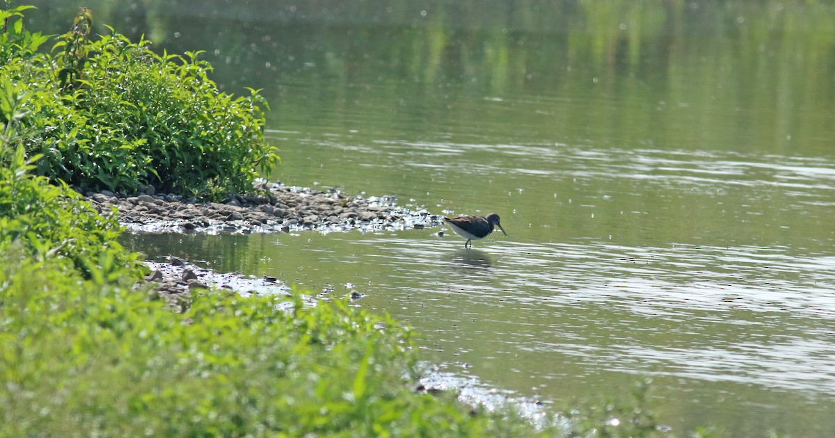 Common Greenshank - ML202599701