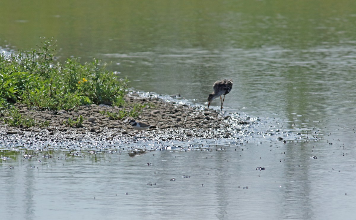 Little Ringed Plover - ML202600201