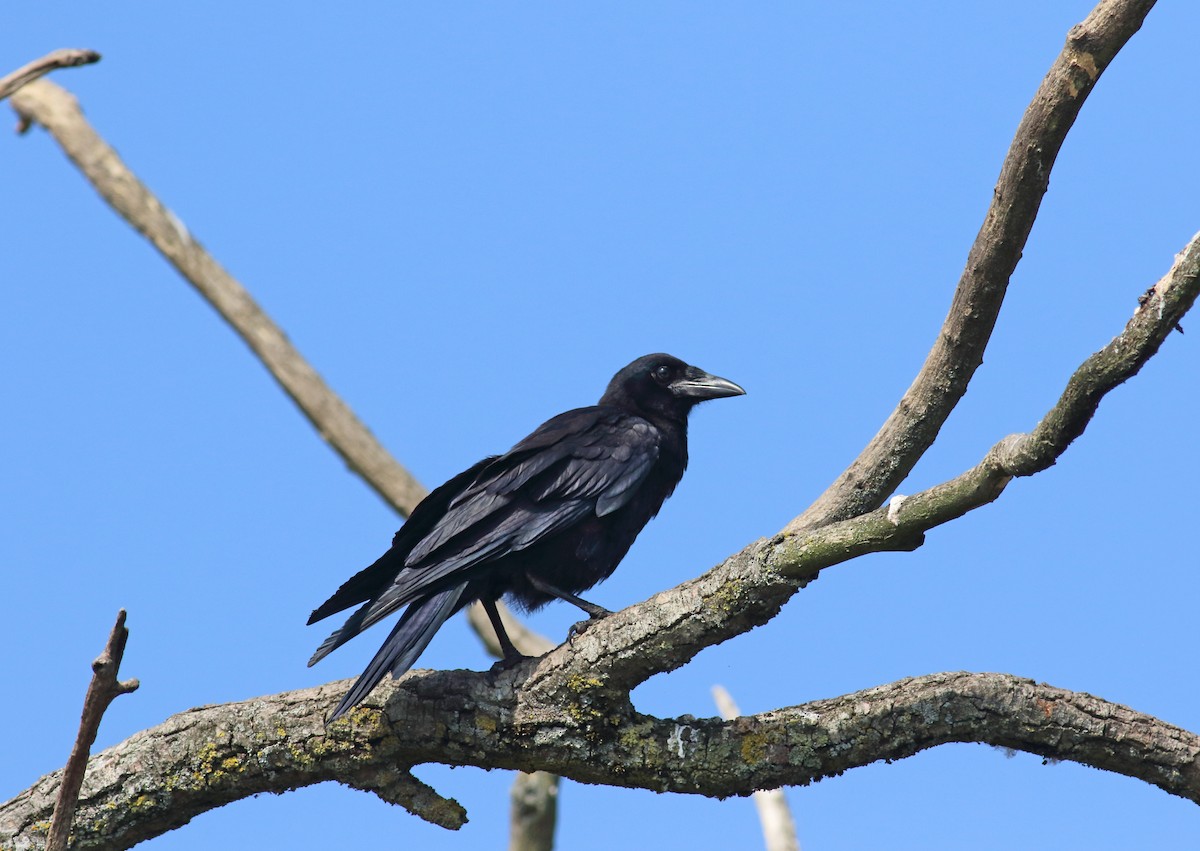 Carrion Crow - ML202600281