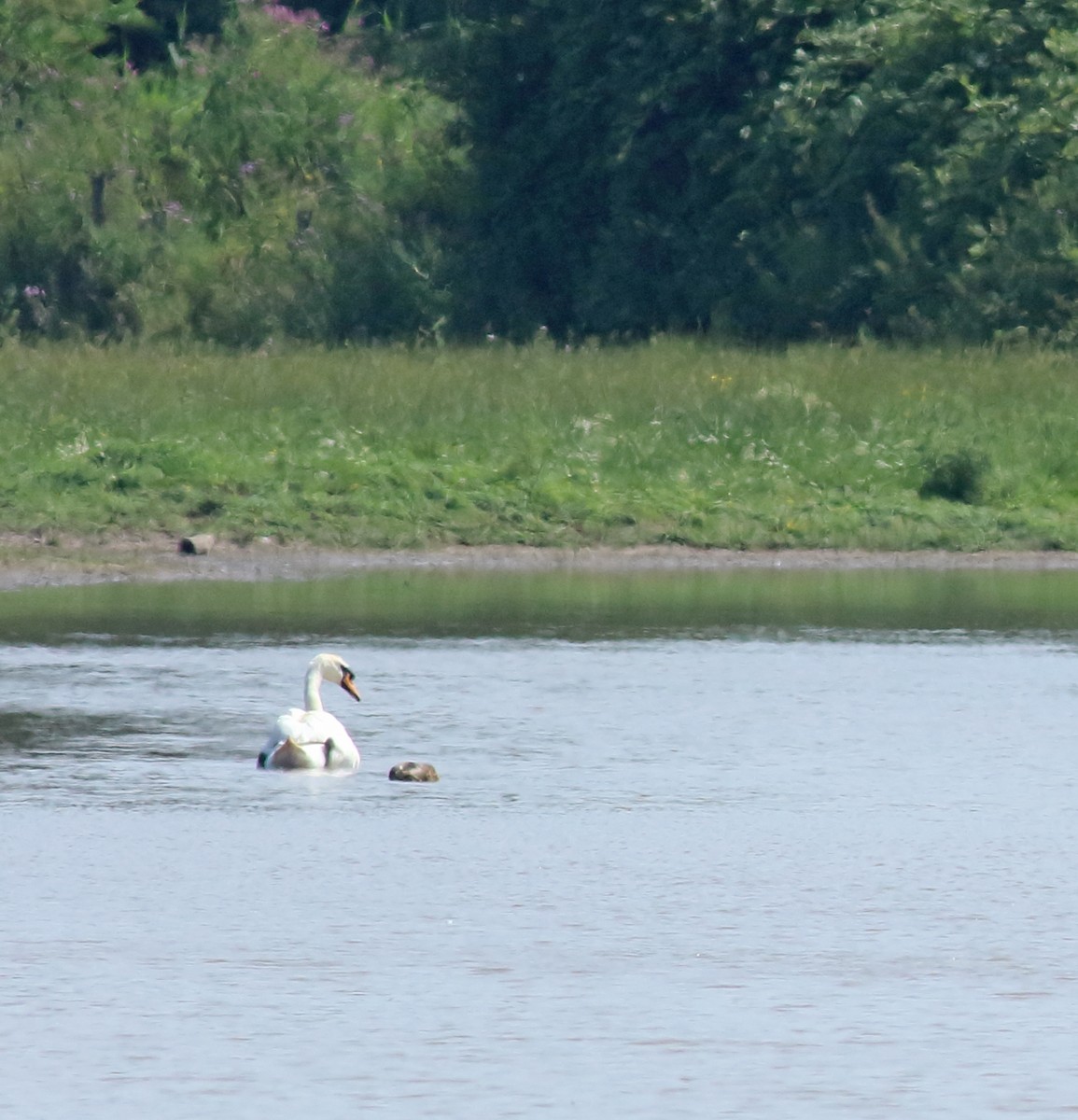 Mute Swan - ML202600941