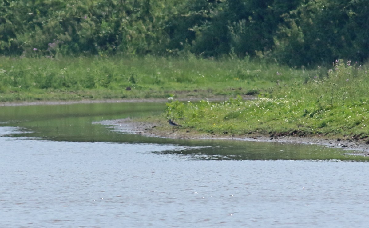 Common Greenshank - Andrew Steele