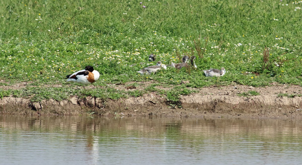 Common Shelduck - ML202601231