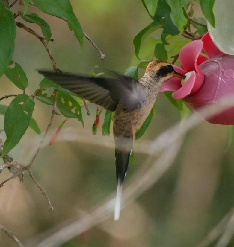 kolibřík šupinkohrdlý - ML202601311