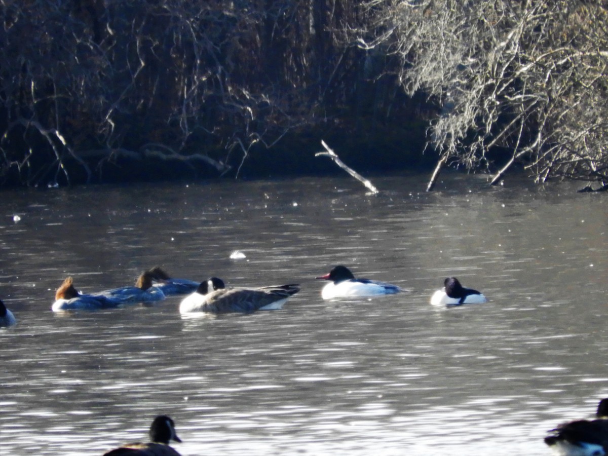 Common Merganser - ML202602341