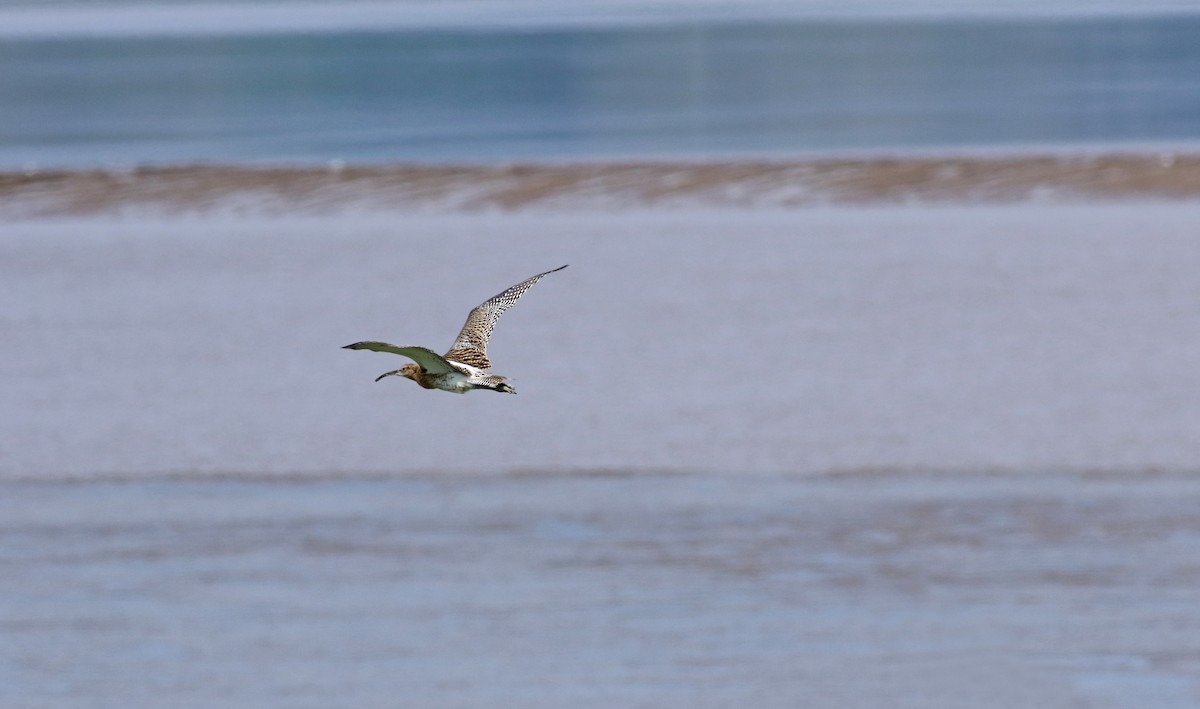 Eurasian Curlew - ML202602631