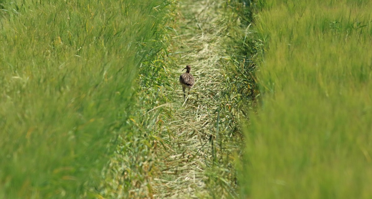 Eurasian Curlew - ML202603231