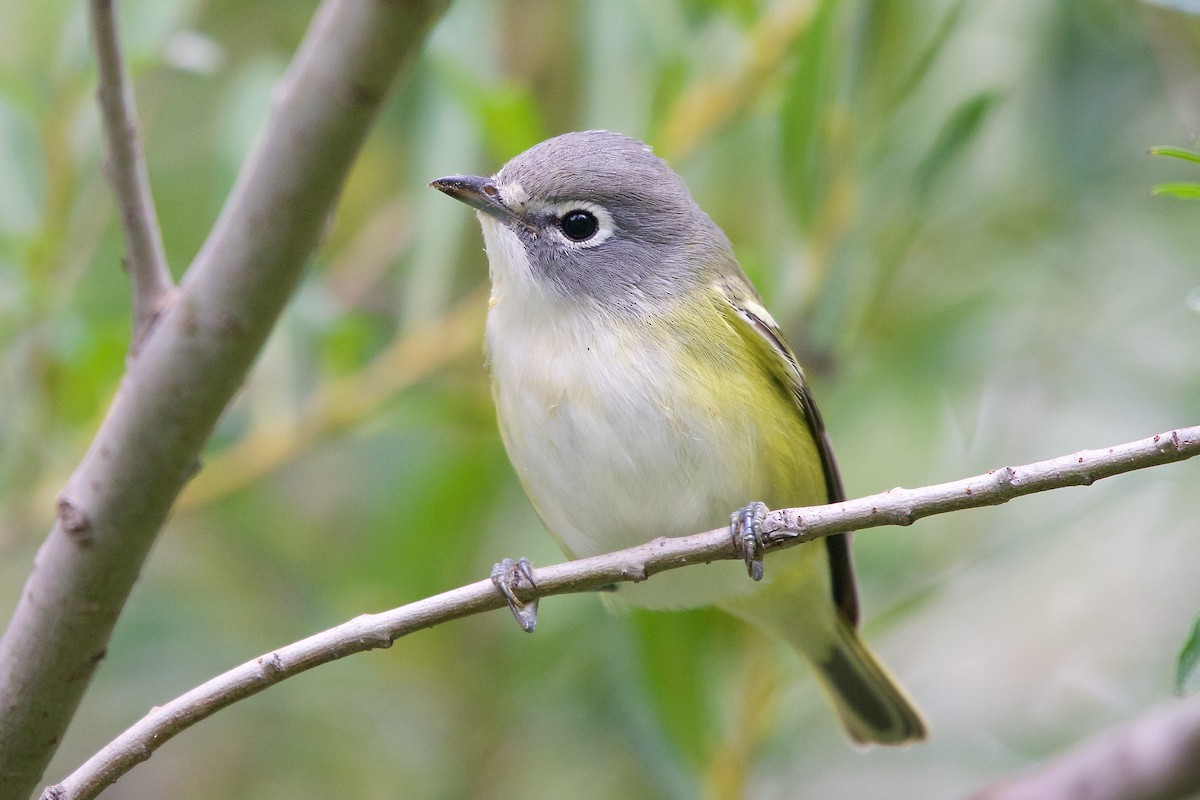 Blue-headed Vireo - ML20260331