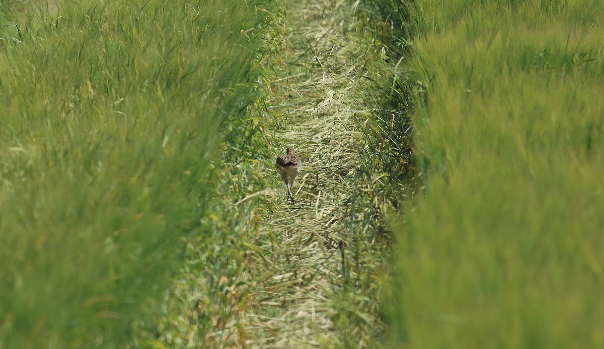 Eurasian Curlew - ML202603641