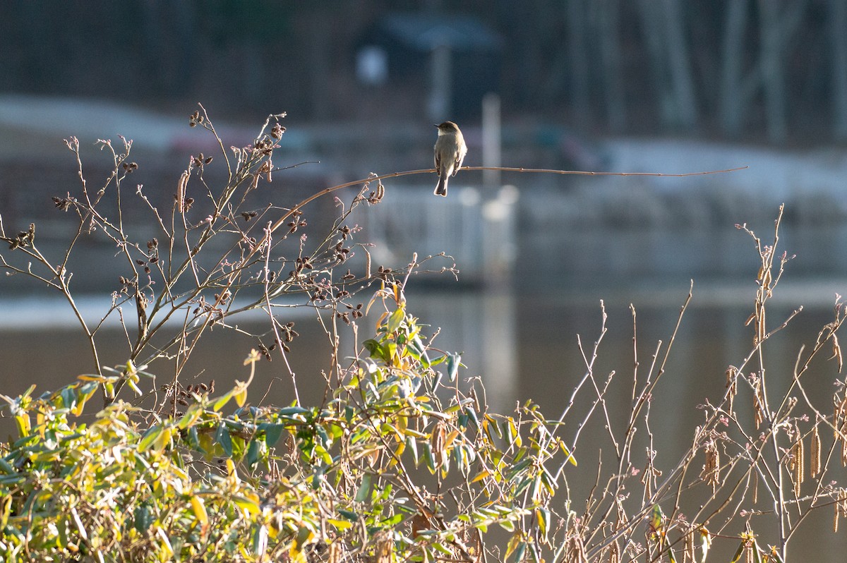 Eastern Phoebe - ML202603831