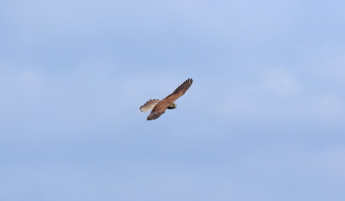 Eurasian Kestrel - ML202603851