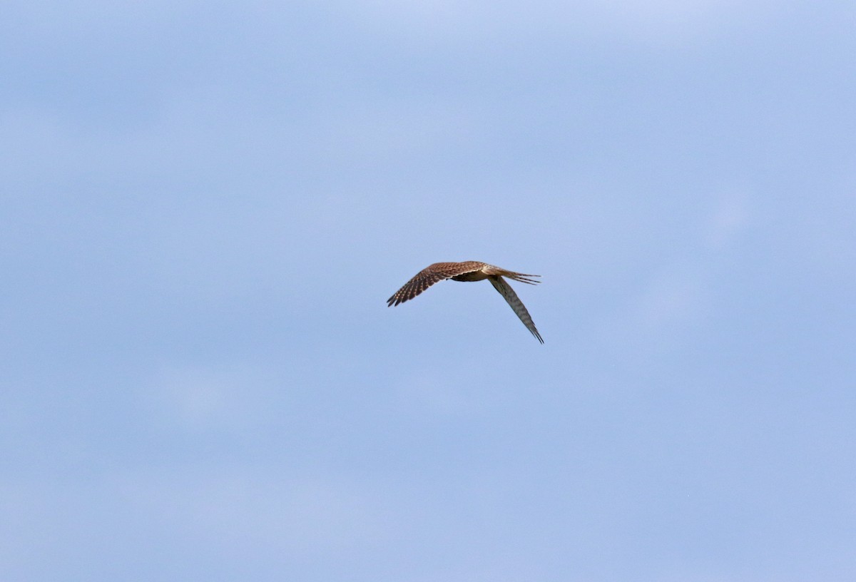 Eurasian Kestrel - ML202604091